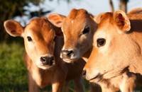 Kỳ án đưa bò đi giám định gen và chia cá dưới ao