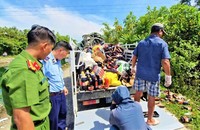 Điều tra nguồn gốc hàng ngàn chai nước mắm bị vứt bỏ ở Quảng Nam