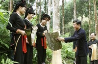 l Quế là nguồn cây trồng chủ lực giúp “đuổi” đói nghèo ở Văn Yên. Không chỉ vậy, quế còn được nhiều gia đình coi là “của hồi môn” khi dựng vợ, gả chồng.