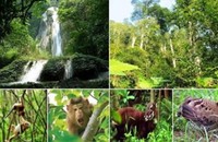 Động - thực vật hoang dã trên thế giới và Việt Nam đều đang đối mặt với nhiều mối đe dọa