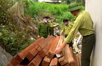 Thu giữ 2,5m3 gỗ nghiến khai thác trái phép trong gia đình người H'Mông