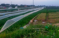 Cánh đồng rau thuộc hợp tác xã Đông Cao, huyện Mê Linh. Ảnh: Lương Hằng
