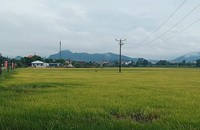 Đồng lúa khu Đồng Cửa nằm trong quy hoạch dự án.