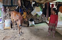 Vợ ông Kuôr than thở: “Con bò này đã gầy, kén ăn, lại còn hung dữ”. (Ảnh trong bài: Tám Bảy)