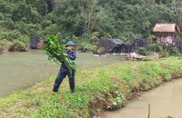Mô hình vay vốn phát triển kinh tế VAC mang lại hiệu quả của hội viên CCB Đinh Thanh Mại ở xã Hóa Tiến, huyện Minh Hóa. (Ảnh: TT)