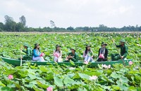 Bình yên bên những cánh sen bạt ngàn trên vùng Đồng Tháp Mười. (Ănh: Viện PTDLCA)