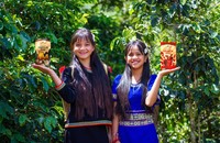 Khát vọng cà phê Tây Nguyên - Bài 8: Tiềm năng cà phê xứ lạnh Kon Tum