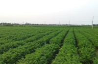 "Thủ phủ" cà rốt Cẩm Văn - Đức Chính còn vài chục ngàn tấn cà rốt đang đến kỳ thu hoạch.