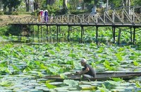 Những búp sen xanh gối tiếp loạt sen đang nở hứa hẹn một mùa sen trắng cổ Huế hồi sinh trên hồ Tịnh Tâm.