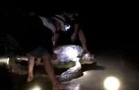 Ngư dân và chiến sĩ Đồn Biên phòng Roòn thả cá thể rùa trở về với biển.