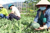 Cây dưa hấu được trồng tại xã Thanh Lương mang lại hiệu quả kinh tế cho người dân