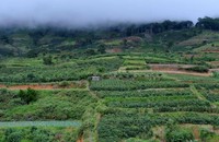 Là một quốc gia nông nghiệp, chủ động ứng phó với BĐKH là một trong những quyết sách lớn của đất nước. (Nguồn: Laurent Weyl/The Conversation)