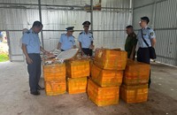Lực lượng chức năng phát hiện trứng gà non không rõ nguồn gốc, xuất xứ.