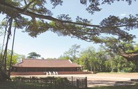 Cây đa thị với tán lá có đường kính vài chục mét tỏa bóng xuống sân Rồng cố đô Lam Kinh