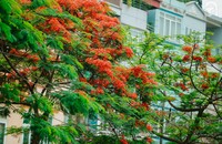 Tháng Năm về trên phố