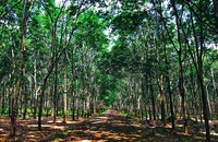 Mẩu tai đứt làm vật chứng vạch mặt hung thủ trong vụ án cướp của, hiếp dâm