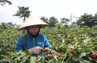 Cây cà phê cho giá trị kinh tế cao được huyện Hướng Hóa đầu tư phát triển.