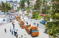 Khai mạc “Lễ hội Festival hoa hồng năm 2023”