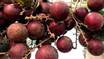 Loại quả duy nhất của Việt Nam khiến Thái Lan lùng mua từng cây