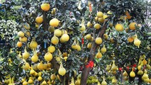 Người Sài Gòn thích thú bưởi Tết vàng rực, giá quá 'khủng' cả triệu một trái