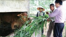 Gia đình chị Dương Thị Liên đã thoát nghèo nhờ vốn vay ưu đãi để phát triển chăn nuôi