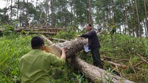Lực lượng Kiểm lâm kiểm tra số gỗ bị lâm tặc chặt hạ tại xã Phi Liêng