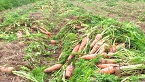 Cà rốt rớt giá nên bà con cũng không muốn thu hoạch
