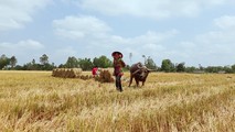 Nghề trâu kéo lúa thuê vùng ĐBSCL