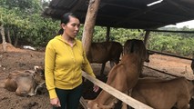 Với 25 tỷ đồng dư nợ, vốn chính sách đã giúp bà con các dân tộc ở xã Đăk Phơi, huyện Lắk, tỉnh Đắk Lắk đã có động lực đầu tư sản xuất kinh doanh, vươn lên thoát nghèo