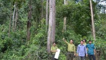 Lâm nghiệp Ia H’Drai: Nơi gìn giữ lá phổi xanh tỉnh Kon Tum