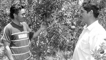Anh Bùi Văn Kha (bên trái, trú tại ấp Rạch Nghệ, xã Thông Hòa, huyện Cầu Kè, Trà Vinh) vay vốn hộ nghèo đầu tư phát triển mô hình trồng cam sành mang lại thu nhập 50 – 60 triệu đồng/năm, đã giúp anh thoát nghèo bền vững