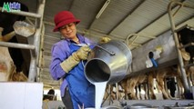 Mộc Châu Milk: Phát triển bền vững nhờ chuỗi sản xuất kinh doanh khép kín