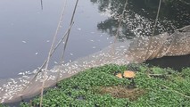 Cá nông dân nuôi chết trắng trên sông Châu, Hà Nam.