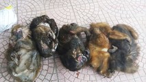 Số khỉ mặt đỏ thu giữ được trên hành lý hai đối tượng