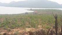 Rừng phòng hộ Vực Mấu bị chặt phá trồng cây khác.