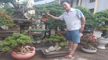 Người 'thổi hồn' vào cây cảnh ở Tây Nguyên
