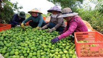 Chỉ 1.500- 2.000 đồng/kg chanh nhưng người nông dân Long An, Đồng Tháp… cũng khó bán.