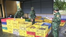 Tăng cường kiểm soát nhập lậu gia cầm qua biên giới phía Bắc