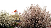Hoa Anh đào khoe sắc trên quảng trường Nhà hát thành phố. Ảnh: Báo Hải Phòng.