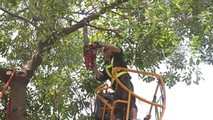 Hà Nội tổng kiểm tra cây xanh trường học, bệnh viện... phòng mưa bão