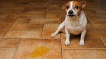 Cách khử mùi hôi của nước tiểu chó, mèo trong nhà