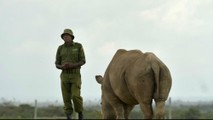 James Mwenda đứng cạnh tê giác Najin, một trong hai cá thể cái Bắc Phi còn lại, ở Kenya