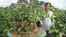 Ông Tuấn bên một chậu mai bonsai hơn 60 năm tuổi