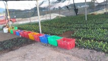 Hàng triệu gốc hom thanh long đang nằm tồn kho do sau khi thỏa thuận hợp tác đổ vỡ.