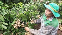 Trái cây Việt Nam có thể trở lại thị trường Mỹ.