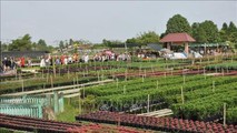 Một góc làng hoa Sa Đéc.