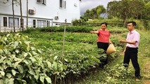 Với số tiền vay 50 triệu đồng, chị Phạm Thị Kim Ánh (tổ 7, phường Thủy Xuân, TP. Huế) đầu tư cải tạo vườn, trồng cây trầm gió và hồ tiêu mang lại nguồn thu nhập ổn định.