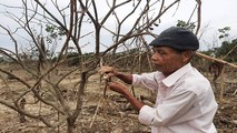 Tình hình bão, lụt liên tiếp thời gian qua đã làm toàn bộ cây thanh trà của gia đình ông Phan Đắc (Hương Vân, thị xã Hương Trà, TT- Huế) bị chết do ngâm nước.