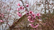 Hoa đào khoe sắc giữa núi rừng Vĩnh Sơn