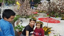 Hà Nội: Người dân thủ đô nô nức với lễ hội hoa anh đào 2017